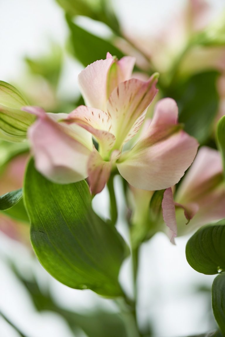 charmelia.eu | Charming Beauty